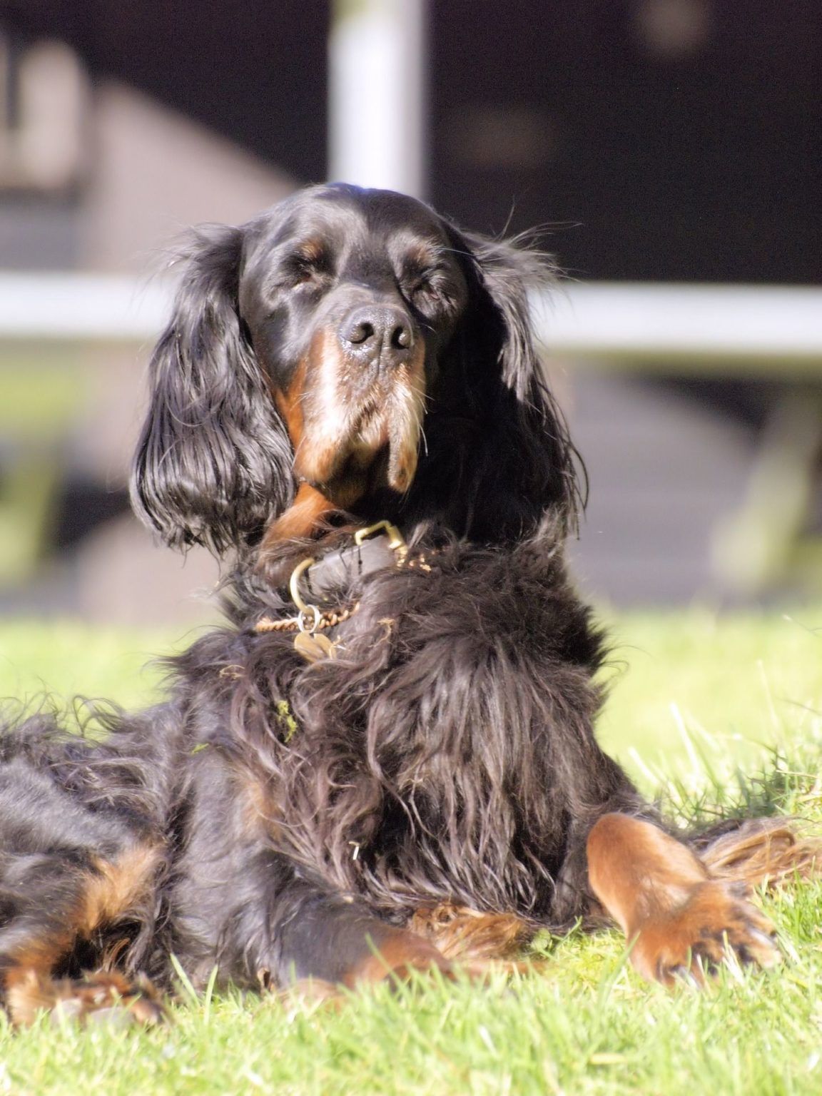 Hunde Mit Langen Ohren: Schlappohren Der Extraklasse | HundeFunde