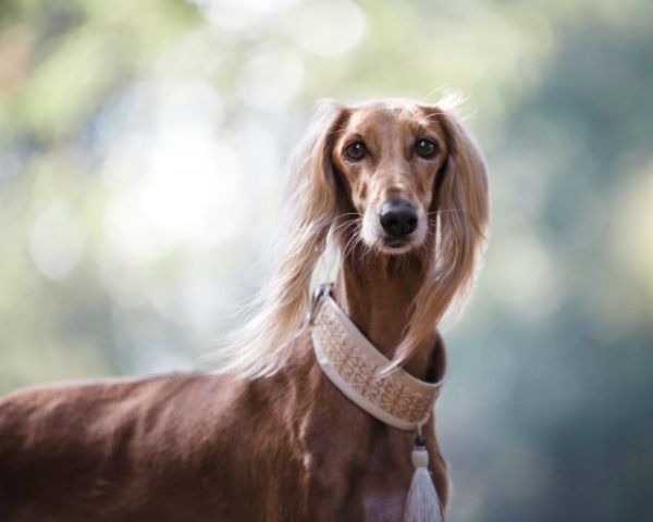 Der Unwiderstehliche Charme Hunde Mit Schlappohren Mehr Als Nur Niedliche Ohrchenfeed