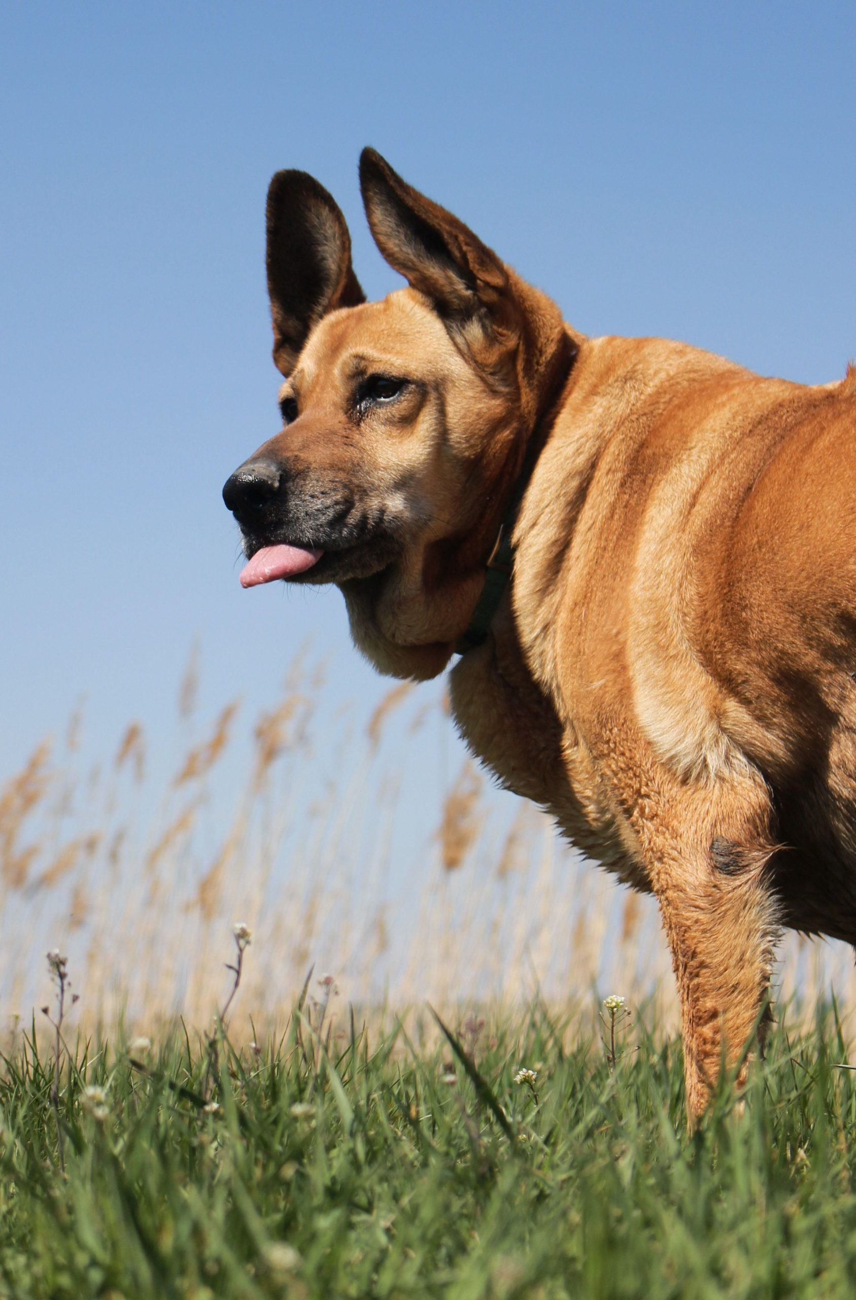 Wie alt werden Hunde? Alles zur Lebenserwartung beim Hund HundeFunde