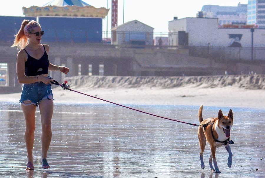 Das optimale Hundegeschirr: Auf was Du achten musst | HundeFunde