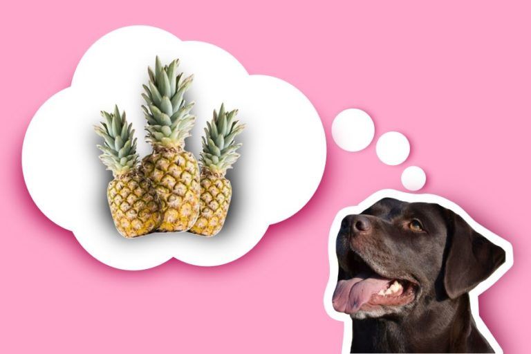 Dürfen Hunde Ananas essen? HundeFunde