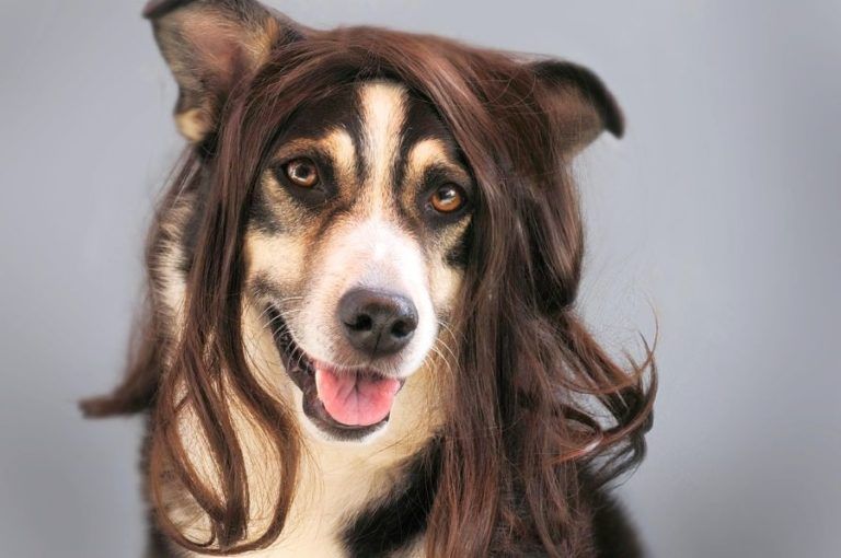 🐾 Produkttipps Hundehaare entfernen (2021) HundeFunde