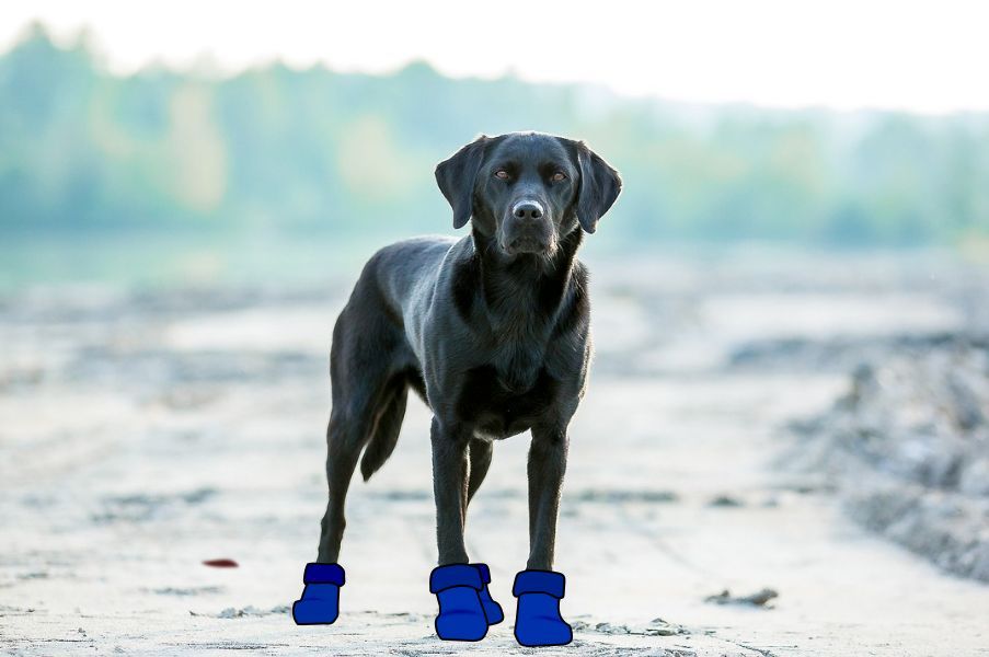 UKCOCO Haustier Hund Socken Hund Schuhe für Innen und Außenbereich 4 Stück Gummisohle Pfote Schutz für Mittlere und Große Hunde 