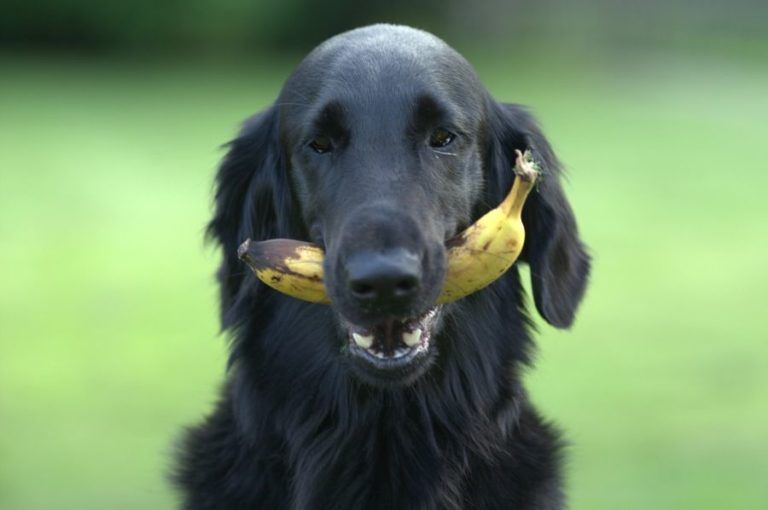 Dürfen Hunde Bananen essen? 🍌 HundeFunde