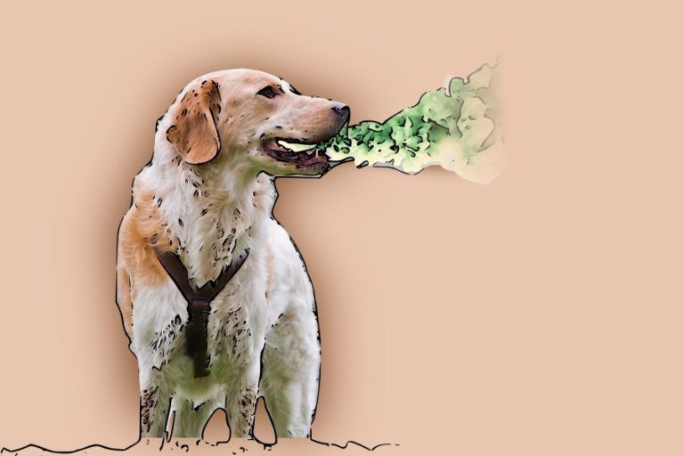 Mundgeruch beim Hund Ursachen und Hilfsmittel HundeFunde