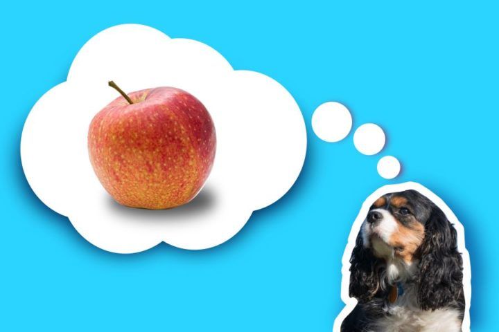 Darf Dein Hund Apfel essen? HundeFunde