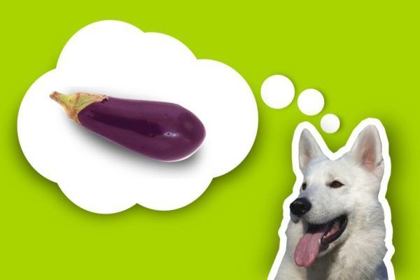Dürfen Hunde Aubergine essen? HundeFunde