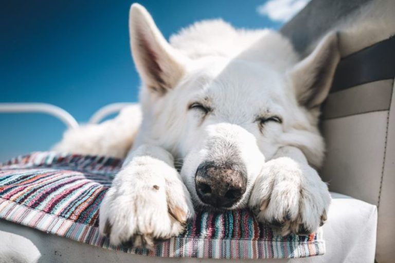 Wie Hunde mit Hitze umgehen Thermoregulation beim Hund HundeFunde