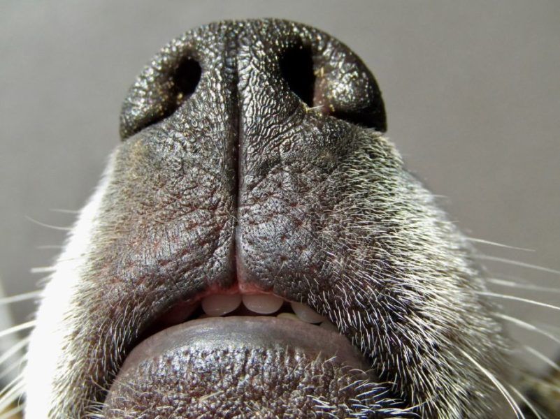 Wie toll Hunde riechen können Die Anatomie des Geruchssinns ⋆ HundeFunde