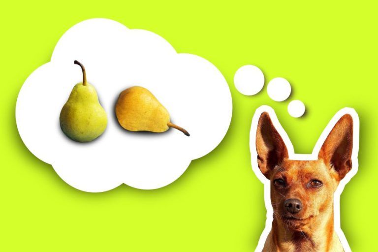Dürfen Hunde Birne essen? HundeFunde