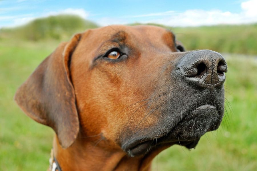 Wie toll Hunde riechen können Die Anatomie des Geruchssinns ⋆ HundeFunde