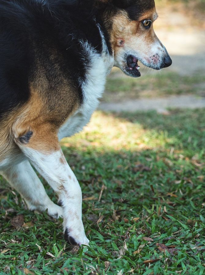 Liegeschwielen beim Hund Nicht immer vermeidbar! HundeFunde