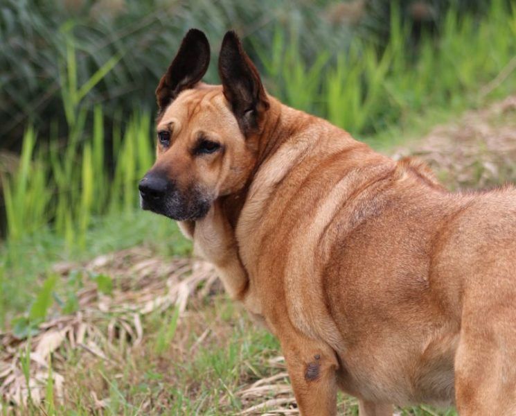 Liegeschwielen beim Hund Nicht immer vermeidbar! HundeFunde