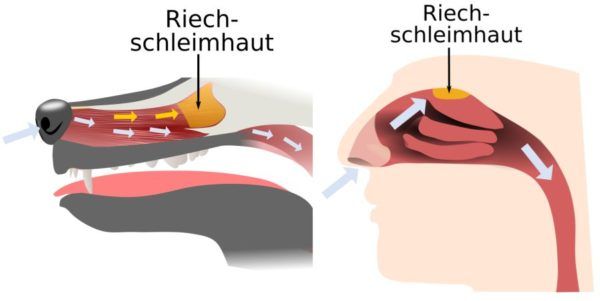 Geruchssinn Des Hundes