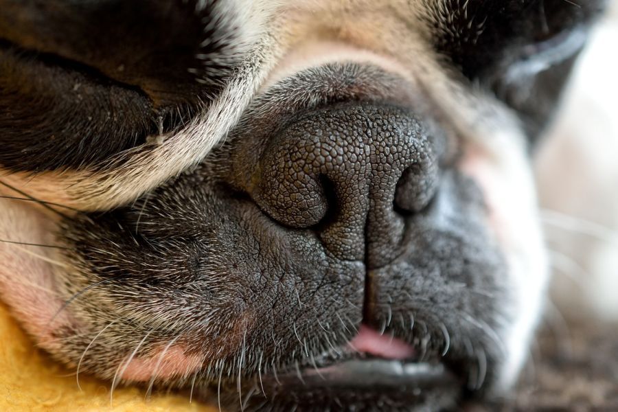 Verengte Nasenlöcher bei brachyzephalen Hunden