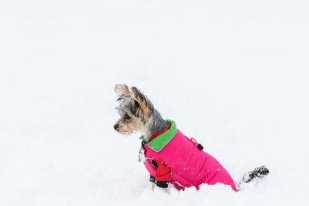LIVACASA Hundemantel Winddicht Warm Hundejacke Gepolstert Wasserabweisend Wintermäntel Winterjacke für Hunde Reflektierend Bauchschutz Mit Leineloch Winter Hundewintermantel Blau 3XL
