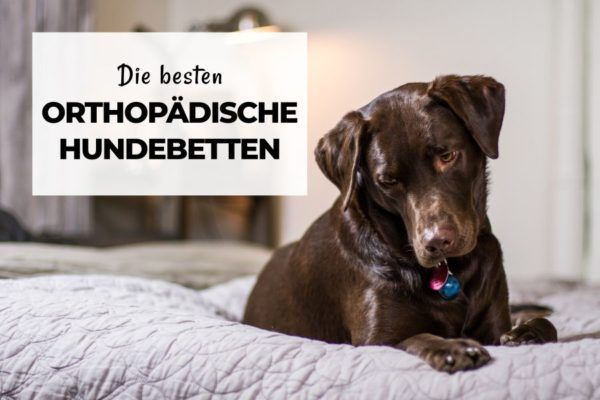 Die besten orthopädischen Hundebetten: Viskoelastisch mit ...