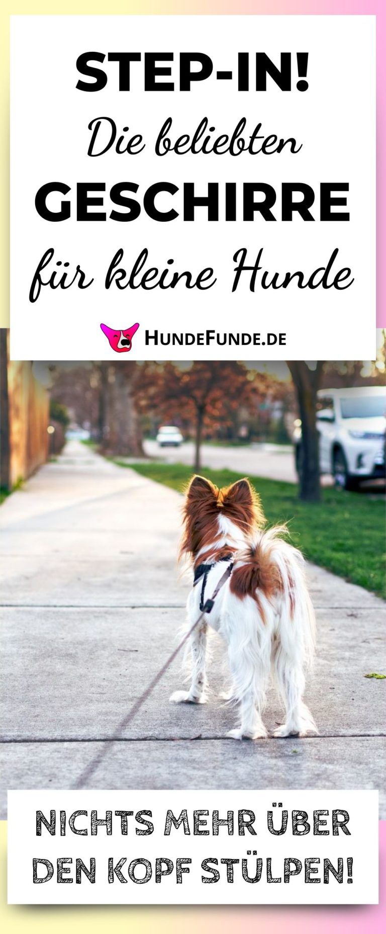 Das optimale Hundegeschirr: Auf was Du achten musst | HundeFunde