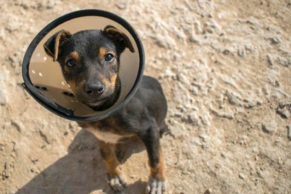 🐾 Bequeme Halskrausen für Hunde (2021) HundeFunde