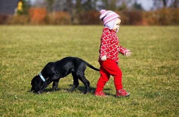 Wie lange mit Welpen Gassi gehen? Welche Beschäftigung für Welpen