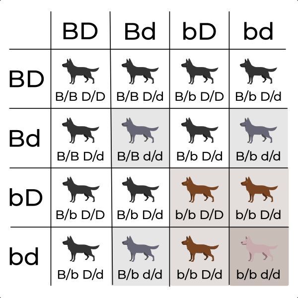 Vererbung Der Fellfarben Beim Hund Erbchancen Und Punnett Quadrate 