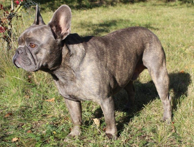 Stromung Brindle Tigerung Hunde Mit Streifenmuster HundeFunde stromung-brindle-tigerung-hunde-mit-streifenmuster-hundefunde
