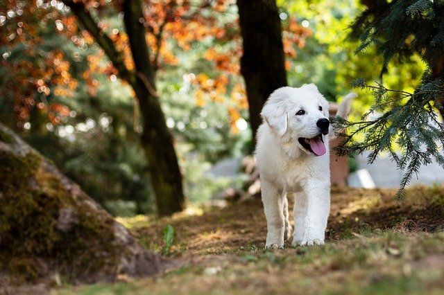 Gutes Welpenfutter Finden 2020 Hundefunde