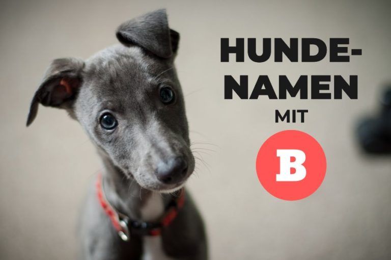 Hundenamen mit B ⋆ HundeFunde