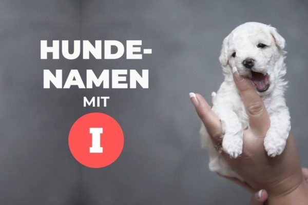 Klangvolle Hundenamen mit I für Hündinnen und Rüden HundeFunde