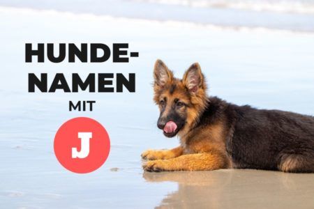 Hundenamen Mit J