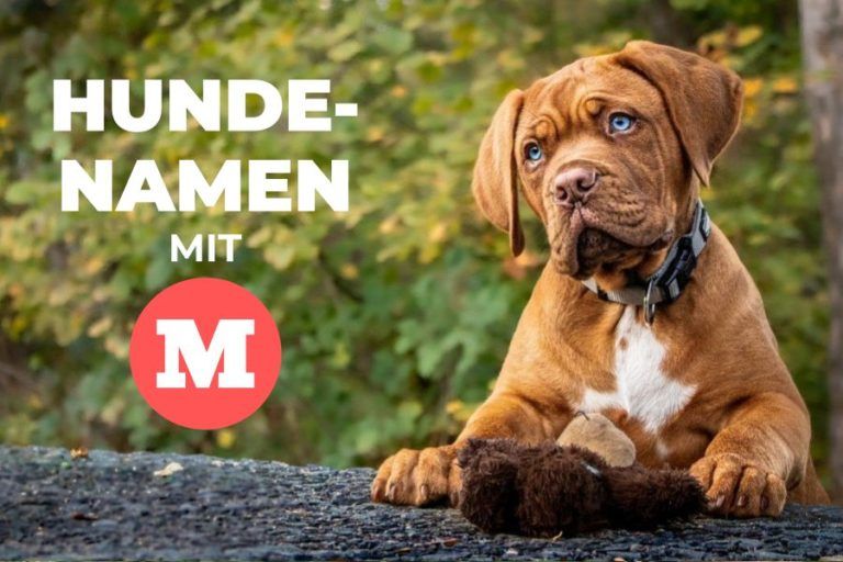 Wasserdichte Hunde-Bauchweste Für Kurze Rassen – Schützt Vor Schmutz & Nässe, Verstellbar, Mit Samtfutter