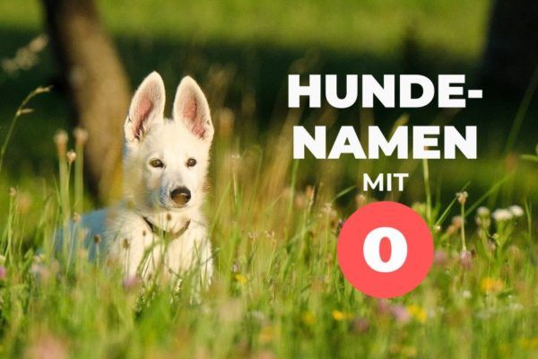 Hundenamen Mit O