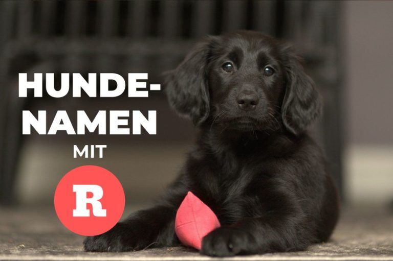 Interessante Hundenamen mit R für Hündinnen und Rüden HundeFunde