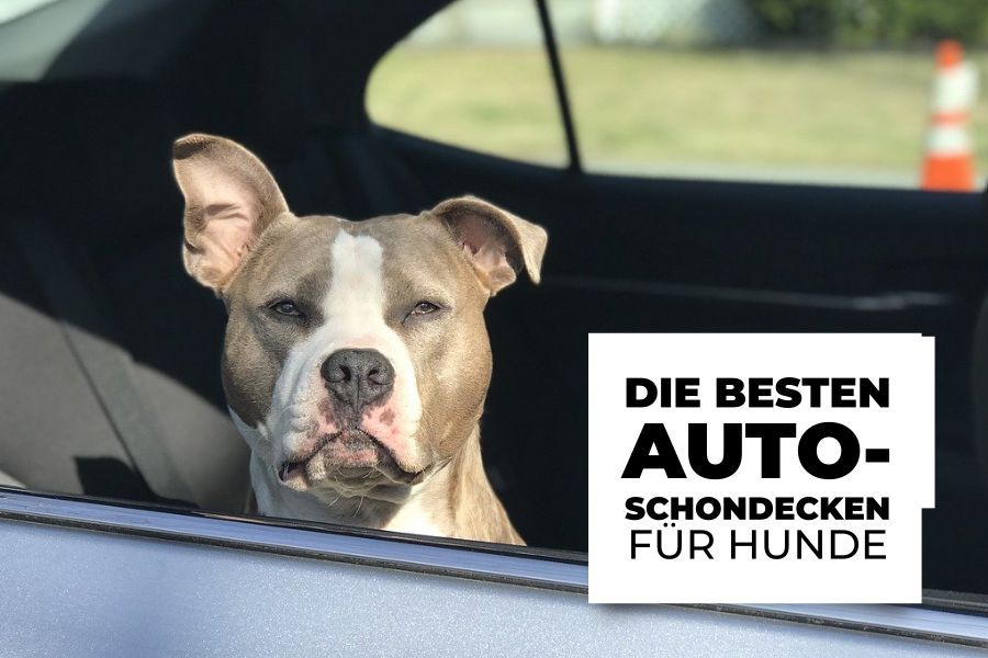 Autoschondecken für die Rückbank: Die besten Hundedecken fürs Auto