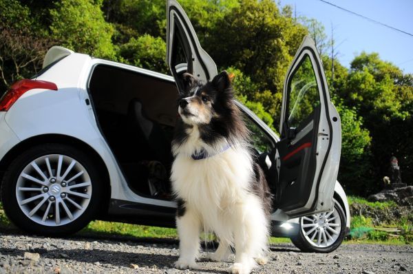 Vicera Hunde Autositz für Kleine & Mittlere Hunde mit Kissen und