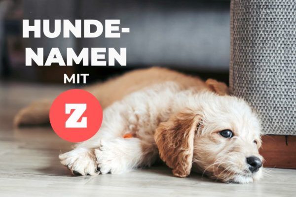 Klangvolle Hundenamen mit Z für Hündinnen und Rüden HundeFunde