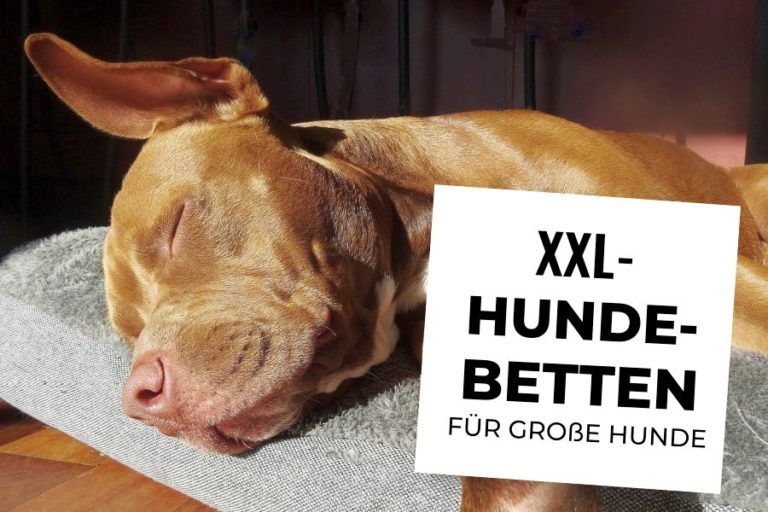 Loir Fluffy Donut Hundebett 90 Cm – Rundes Plüschbett Für Große Hunde, Waschbar, Rutschfest, Mit Erhöhtem Rand