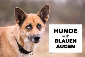 Hunde mit blauen Augen: Ursachen, Hunderassen, Infos | HundeFunde