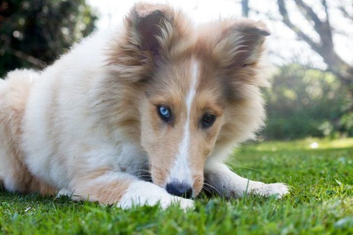 Hunde mit blauen Augen: Ursachen, Hunderassen, Infos | HundeFunde