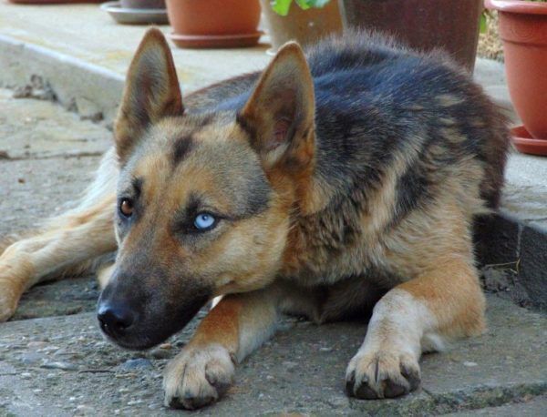 Hunde mit blauen Augen Ursachen, Hunderassen, Infos HundeFunde