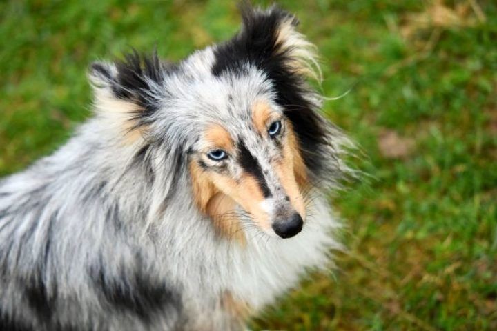 Hunde mit blauen Augen: Ursachen, Hunderassen, Infos | HundeFunde