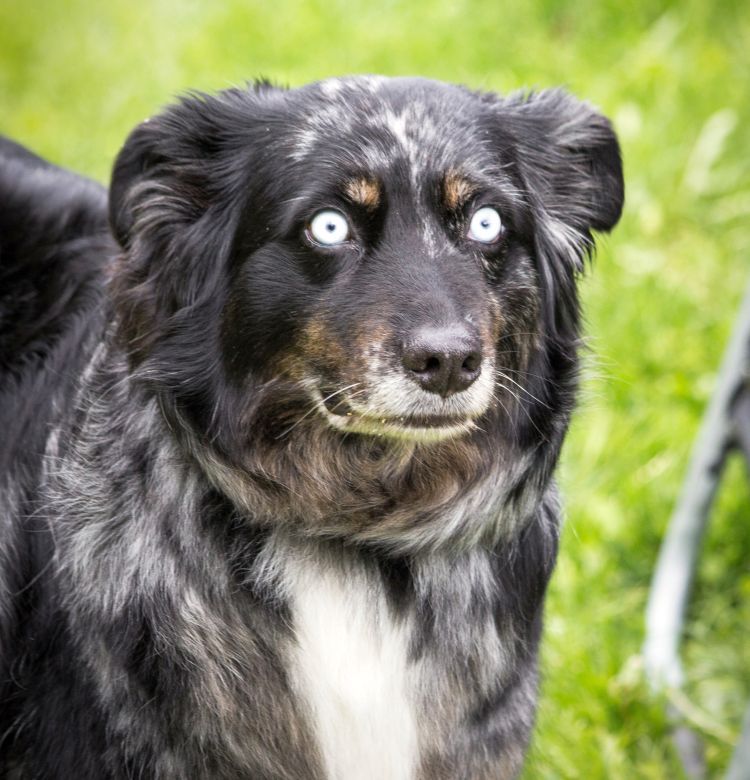 Hunde mit blauen Augen Ursachen, Hunderassen, Infos HundeFunde