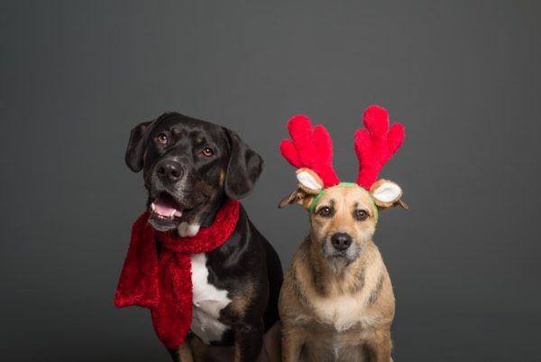 Weihnachten mit Hund Tipps und Ideen für die Weihnachtszeit HundeFunde
