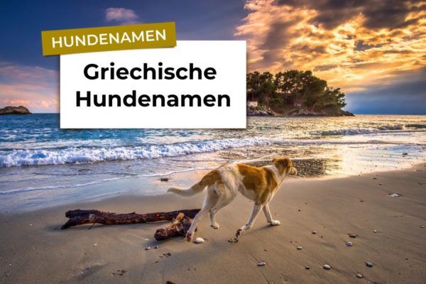Hunde am Strand mit Insel im Hintergrund