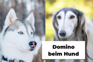 Farballele Beim Hund: Diese Genorte Entscheiden über Die Fellfarbe Beim ...