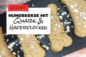 Hundekekse mit Quark und Haferflocken | HundeFunde