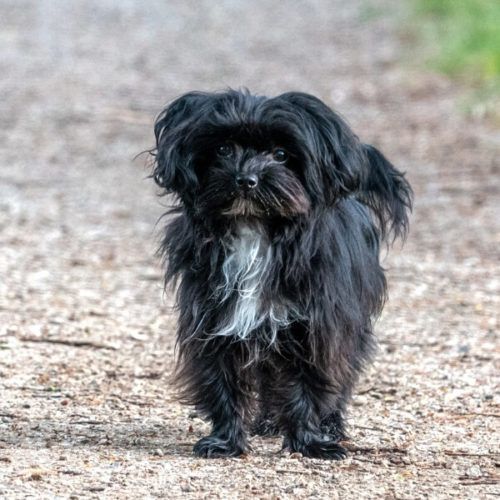 Über 39 Hunde, die nicht haaren [Liste mit Bild] | HundeFunde