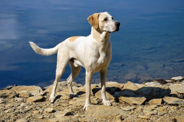 tyveri effektiv nød Warum wedeln Hunde mit der Rute? | HundeFunde