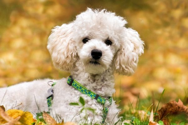 Wei e Hunde 27 Hunderassen Mit Wei em Fell Liste Mit Bildern Wei e Hunde 27 Hunderassen Mit Wei em Fell Liste Mit Bildern