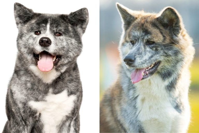 Akita Inu Farben erklärt HundeFunde